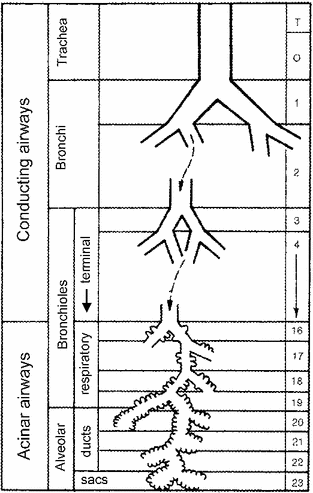 A114622_2_En_9_Fig3_HTML.gif