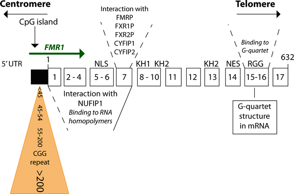A145460_3_En_19_Fig2_HTML.gif