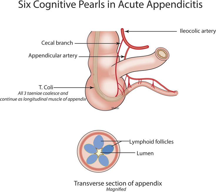 Appendix | Basicmedical Key