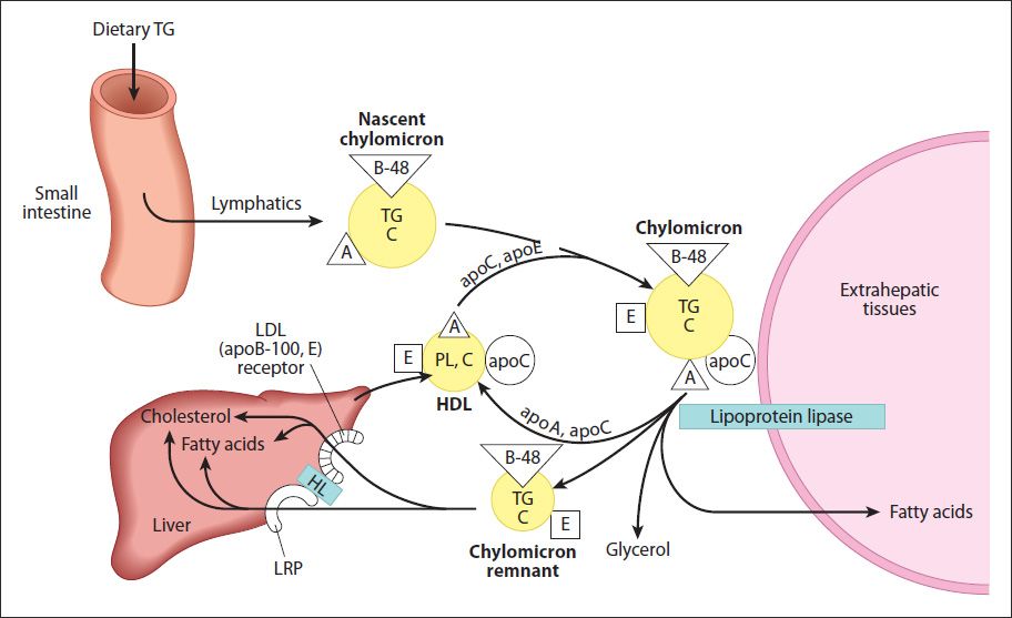 lipoprotein a glutathione 28 Lipids: Lipoproteins skincare.treatmentandserums