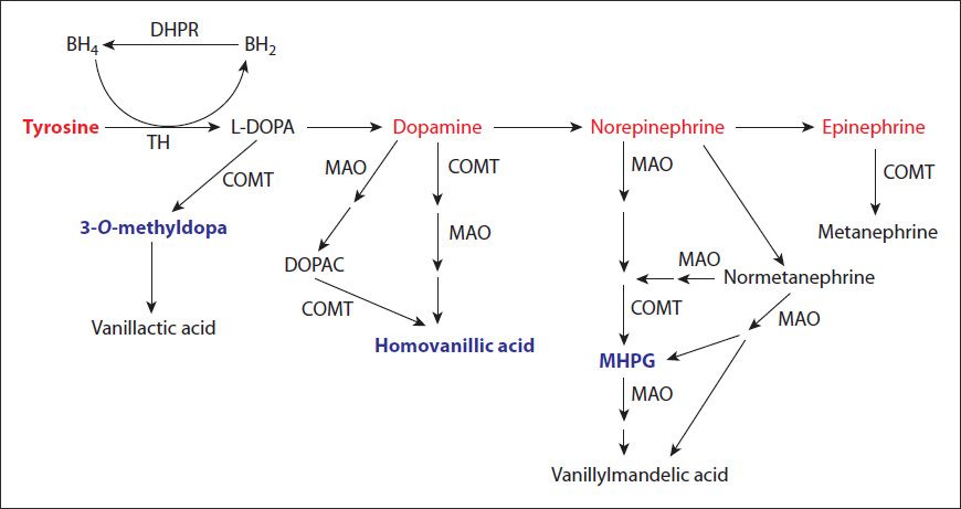 31 Nitrogen: Amino Acid–Derived Biomolecules