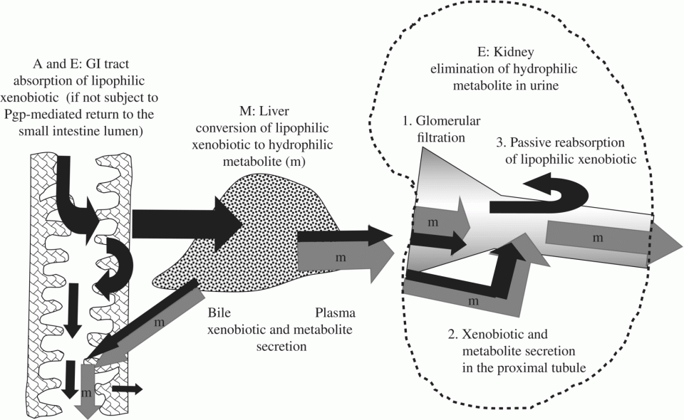 c2-fig-0002
