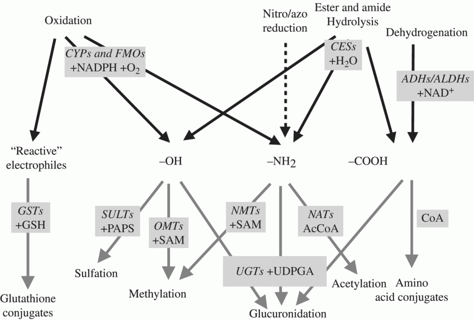 c2-fig-0003