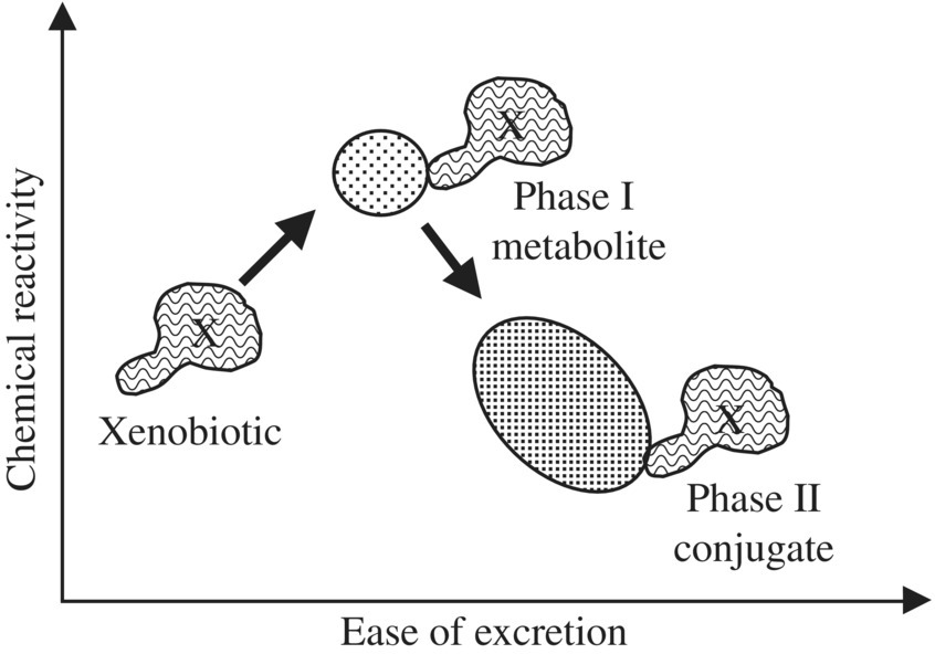 c2-fig-0004