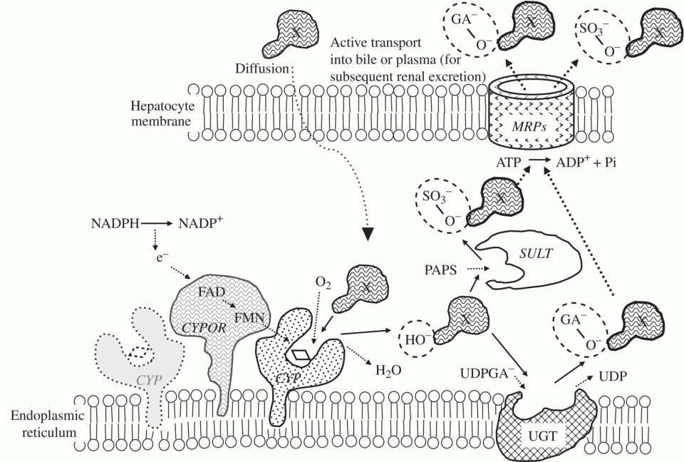 c2-fig-0005
