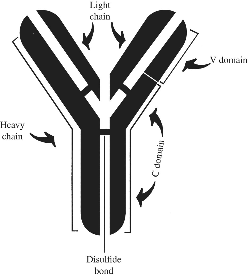 IMMUNOTOXICITY: TOXIC EFFECTS ON THE IMMUNE SYSTEM | Basicmedical Key