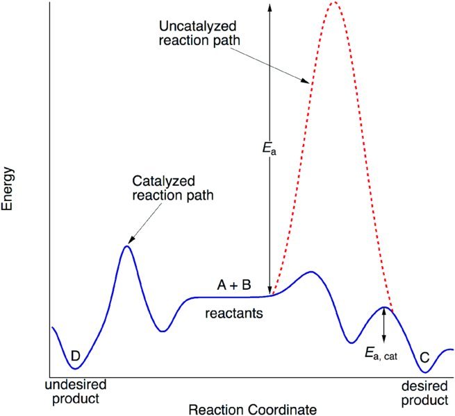 Energy versus reaction coordinate graph shows curves depicting energy required by catalyzed reaction path and uncatalyzed reaction path.