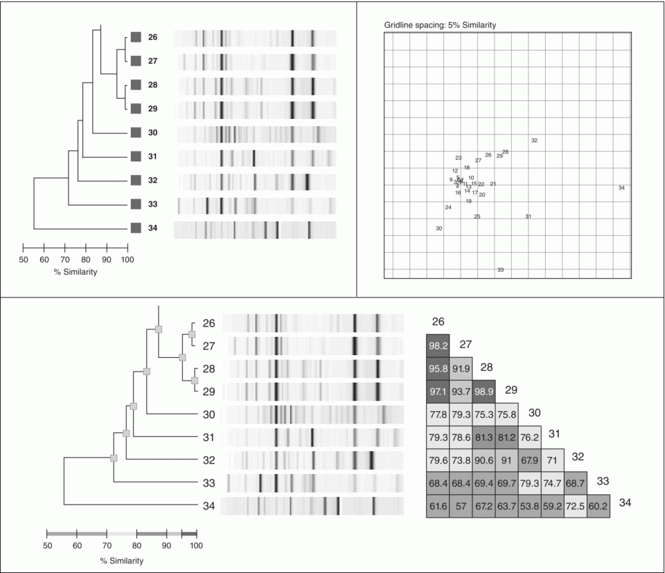 Dendrogram, scatterplot, and similarity matrix of a DiversiLab report—an automated analysis and reporting system for molecular strain typing.