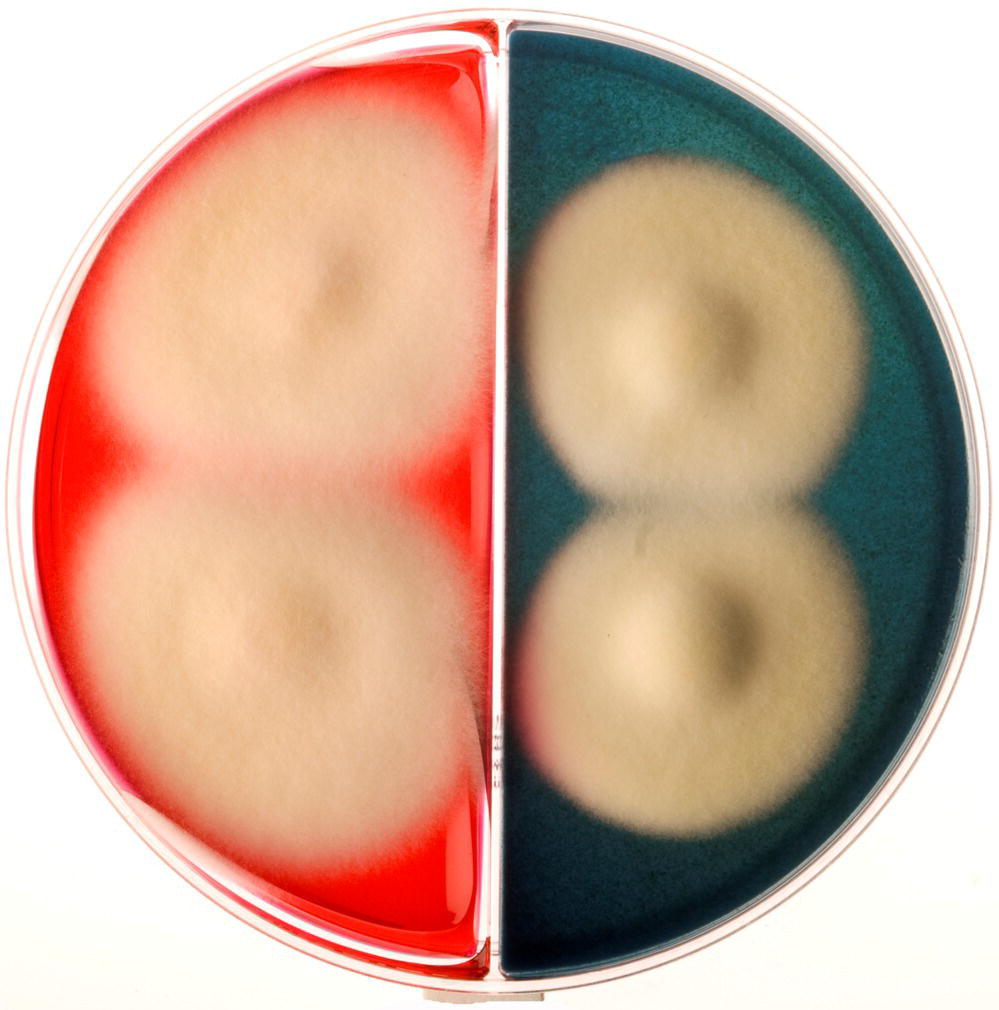 19 Commercial Methods in Clinical Veterinary Microbiology