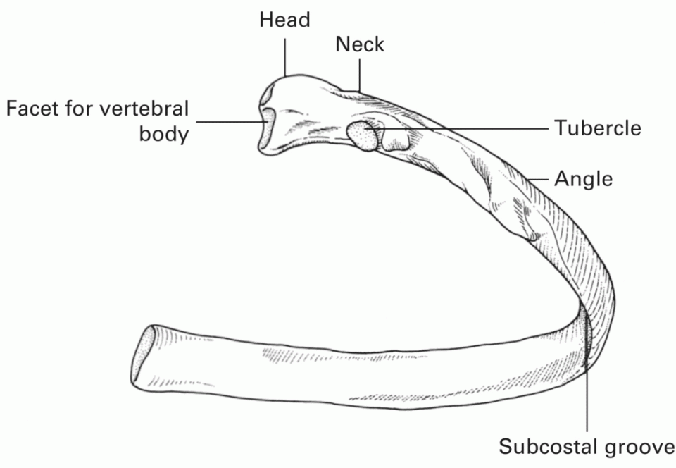 Typical rib with lines depicting facet for vertebral body, head, neck, tubercle, angle, and subcostal groove.