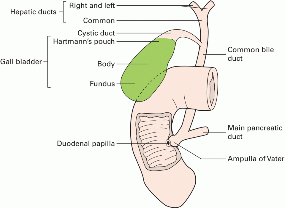 The gall bladder and its duct system with labels right and left hepatic ducts, common, cystic duct, common bile duct, main pancreatic duct, ampulla of vater, duodenal papilla, etc.