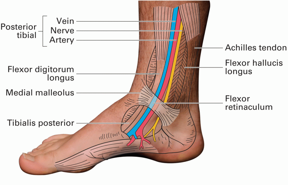 Medial aspect of the right ankle displaying the depicting the structures passing behind the medial malleolus, with lines marking the posterior tibial vein, nerve, and artery, flexor digitorum longus, etc.