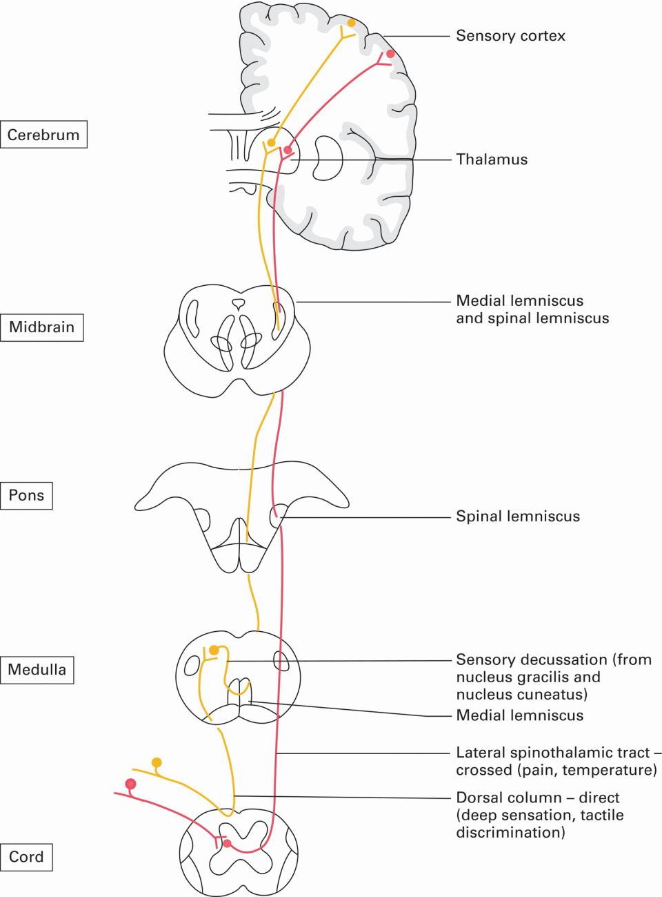 The long ascending pathways of the dorsal columns and spinothalamic tracts, with 2 discretely shaded lines from the cord passing through medulla, to pons, to midbrain, and to cerebrum.