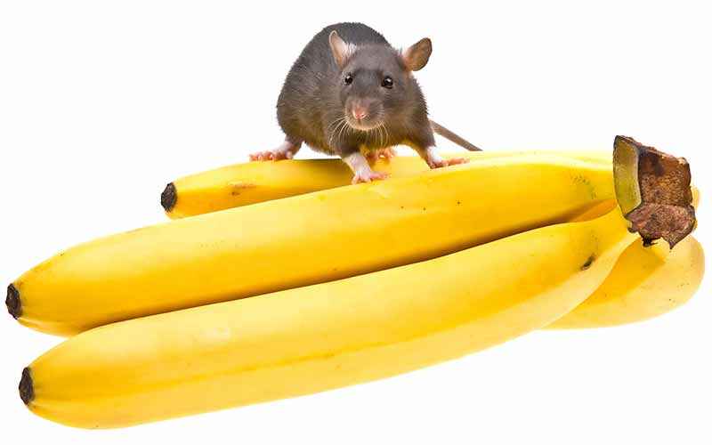 Can rats eat bananas [skin, peel, chips, bread & more] safe?
