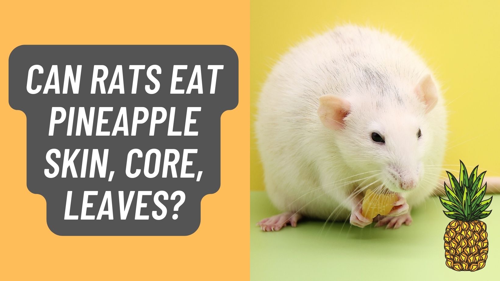 Can rats eat pineapple skin, core, leaves? [dried] & more