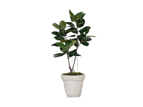Planta