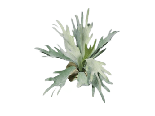 Planta