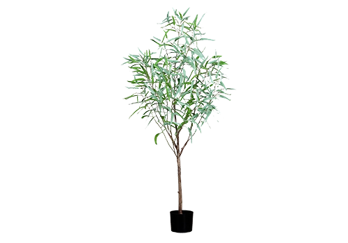 Planta