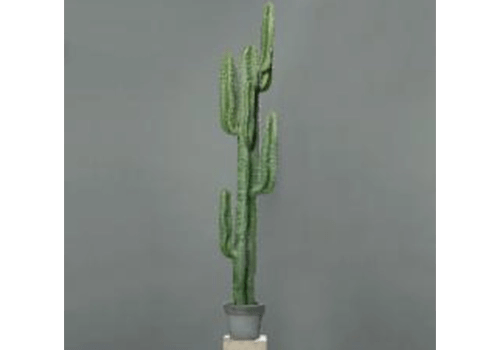 Planta