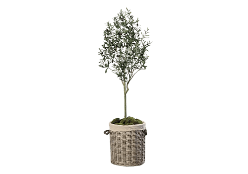 Planta