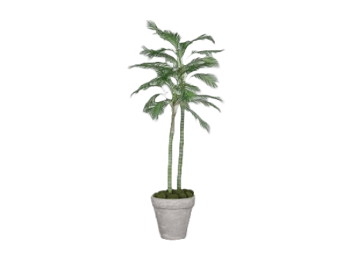 Planta