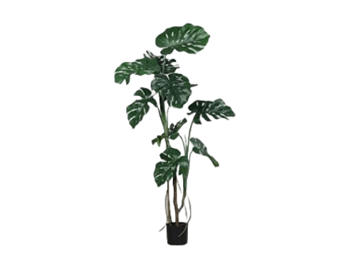 Planta