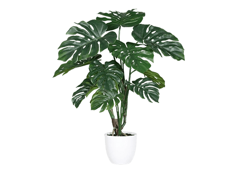 Planta