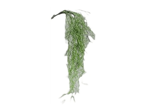 Planta