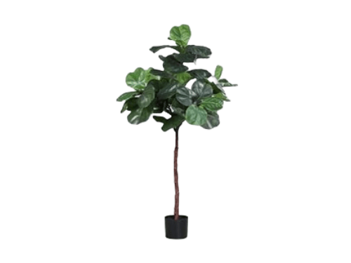 Planta