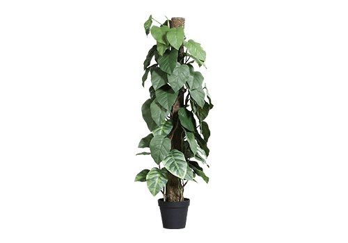 Planta