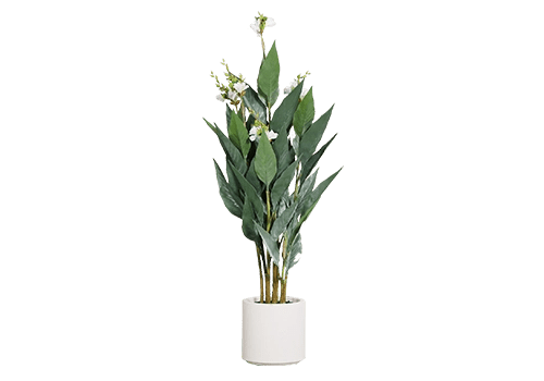 Planta