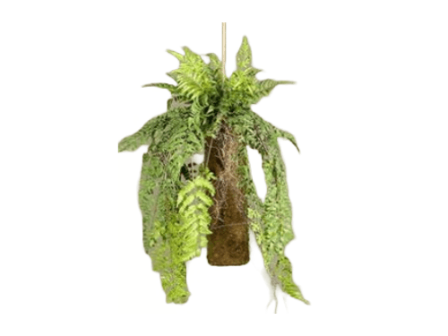 Planta