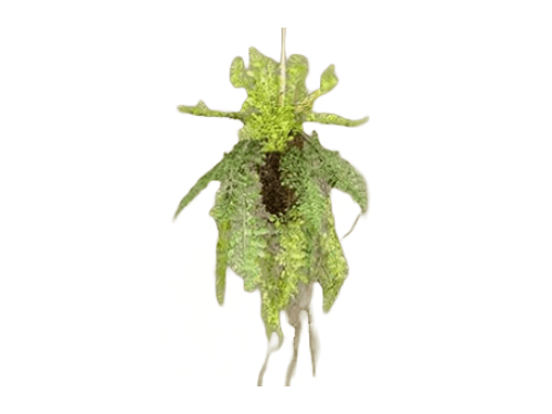 Planta