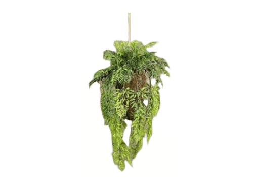 Planta