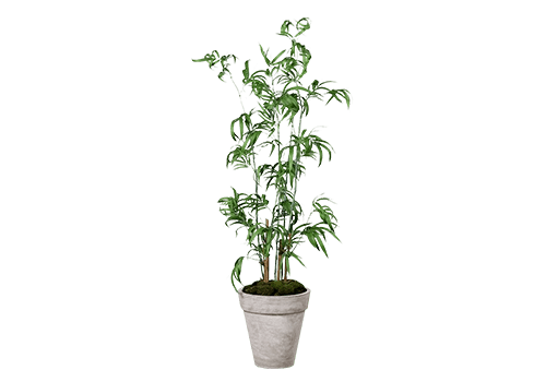 Planta