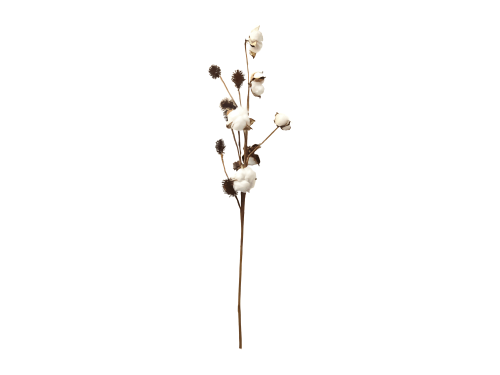 Planta