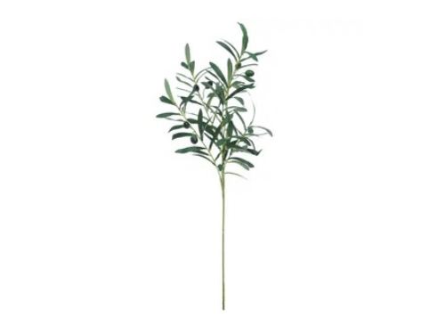 Planta