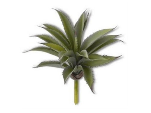 Planta