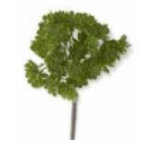 Planta