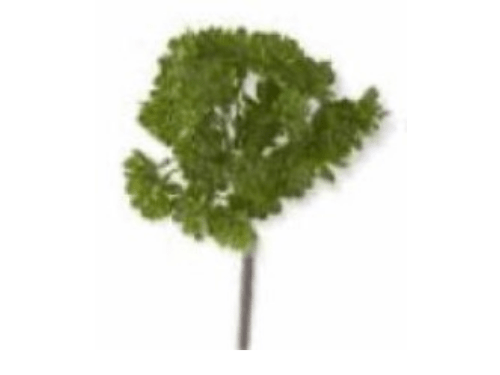 Planta