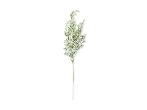 PLANTA