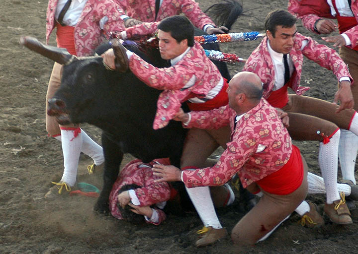 Crueldade e violência numa pega de forcados numa tourada em Portugal.