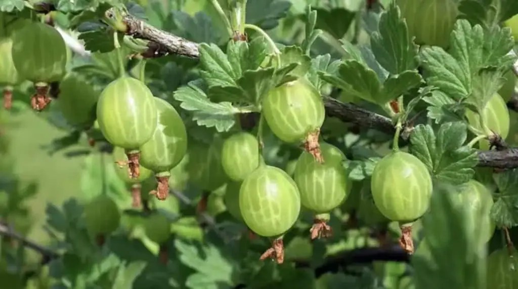 Fructe uitate din grădina bunicii care fac minuni: Acest fruct te vindecă și trebuie să mănânci doar o mână!