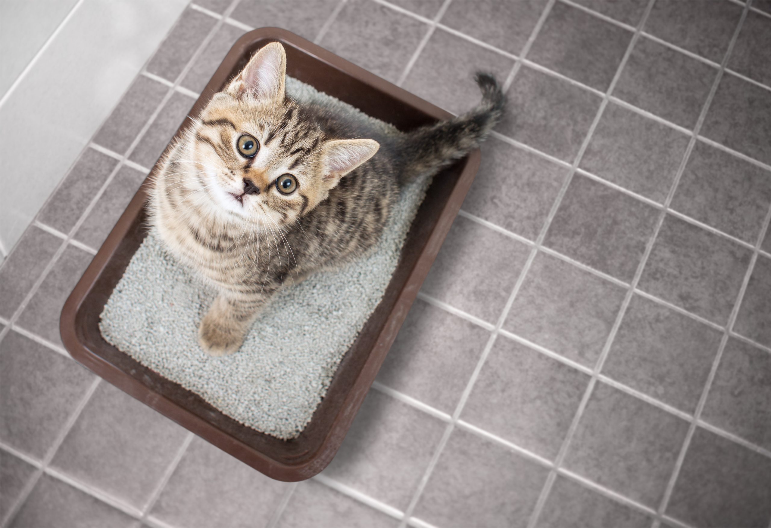 Did You Know Your Cat's Litter Can Affect Their Health? Here's What You Should Know
