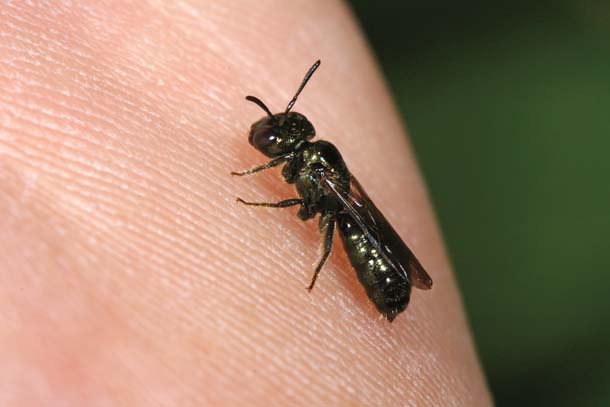 Bed bugs are found all around the globe in all types of living conditions. Small bees that sting