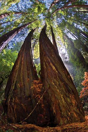 Dedicated to the father of the national parks, john muir, in 1908, this redwood forest along the pacific coast offers views unlike any other. Muir Woods Anniversary