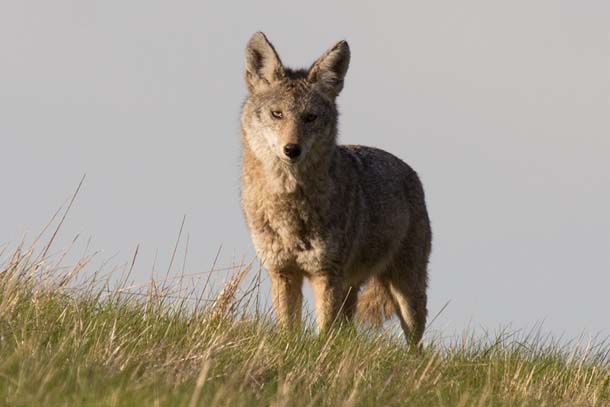 Up close with Berkeley's wildlife at Tilden Regional Park -