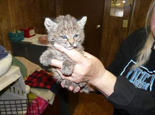 Bobcat kitten, hantavirus and marijuana
