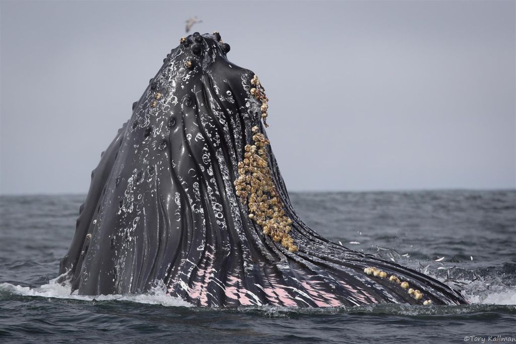 Humpback whale feeding frenzy in Monterey Bay