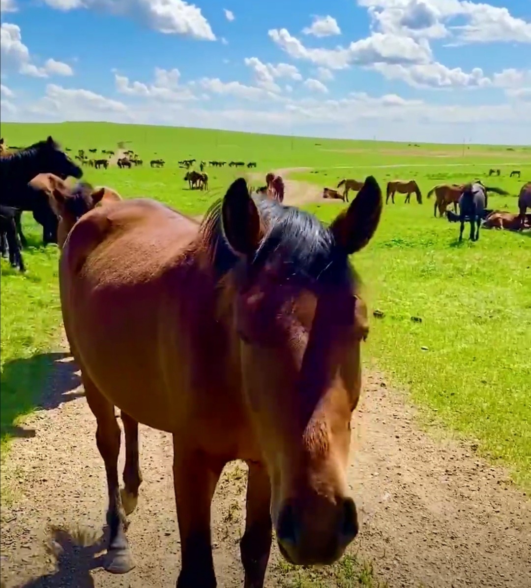 Конь подошёл